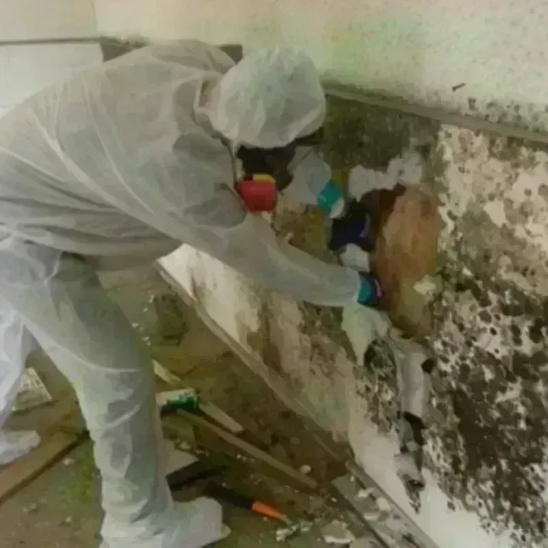 Mold Remediation and Removal in Fairlea, WV